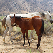 Bay and White Colored Horses