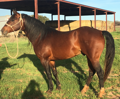 Sire of 2017 foals, PC Cajunized